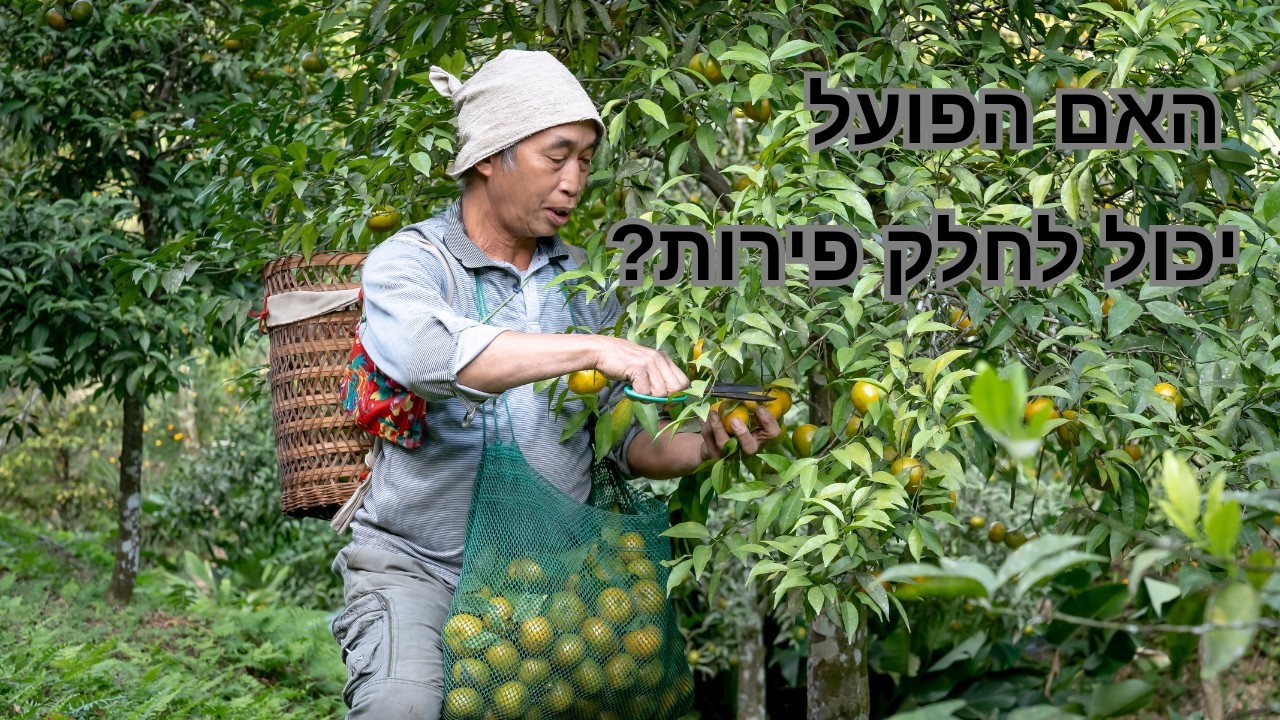 תרומה שלא מדעת ודין "כלך אצל יפות" | בבא מציעא דף כב. - כב: