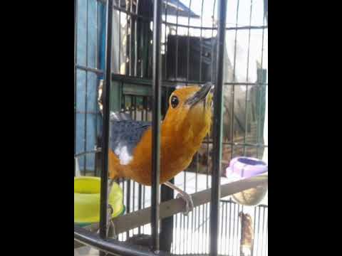 Peluit Anis Merah Dongkrak Birahi