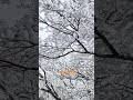2.1号（正月初四）山顶已经有雾凇了 2025年2.1号张家界天门山山顶最高点云梦仙顶1518.6米的实况雾凇现况，山顶风大有点冷，地上有滑，多穿点带上鞋套铁钉钉张家界永定文旅推荐官 张家界天门山