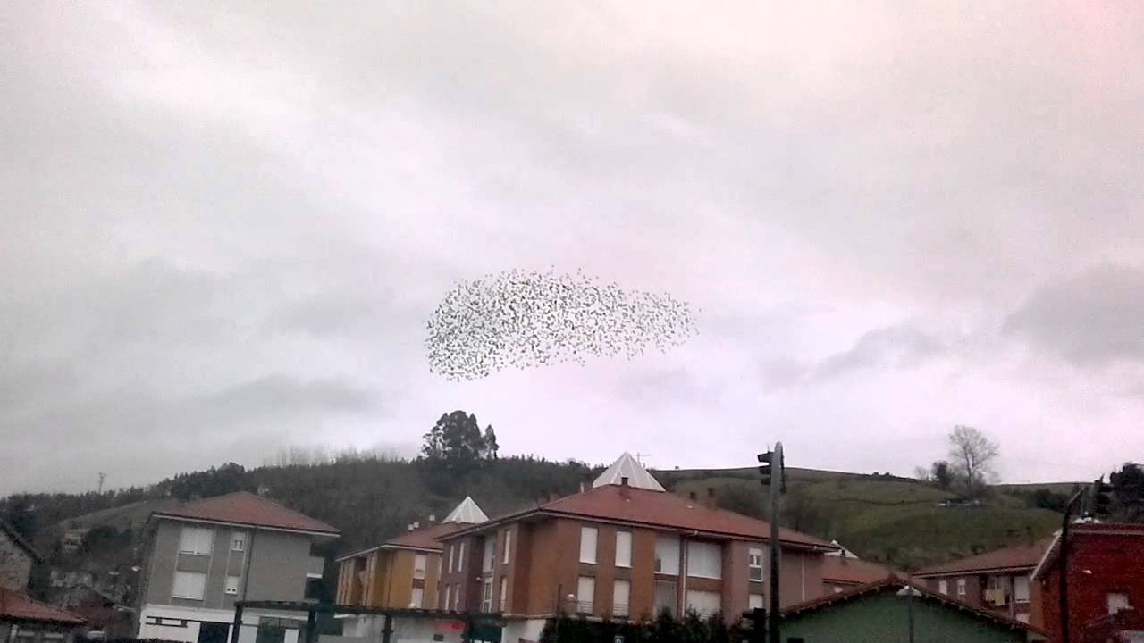 Estorninos volando en formación (Barreda - Cantabria)