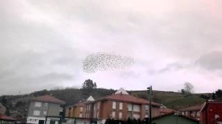 Estorninos volando en formación (Barreda - Cantabria)