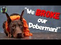 Don&#39;t RUIN Your Doberman by Going on Vacation! (Do This Instead)