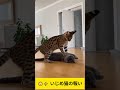 😳⚡ いじめ猫の報い