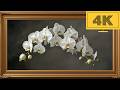 4K TV WALLPAPER Elegant White Orchid Branch | Classic Luxury Floral Wall Art