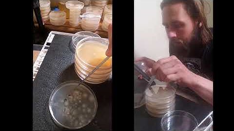 Mushroom Strain Isolation From a Multispore Inoculation