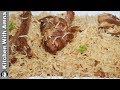 Mutton Yakhni Pulao Recipe - White Mutton Pulao Special Eid Recipe - Kitchen With Amna