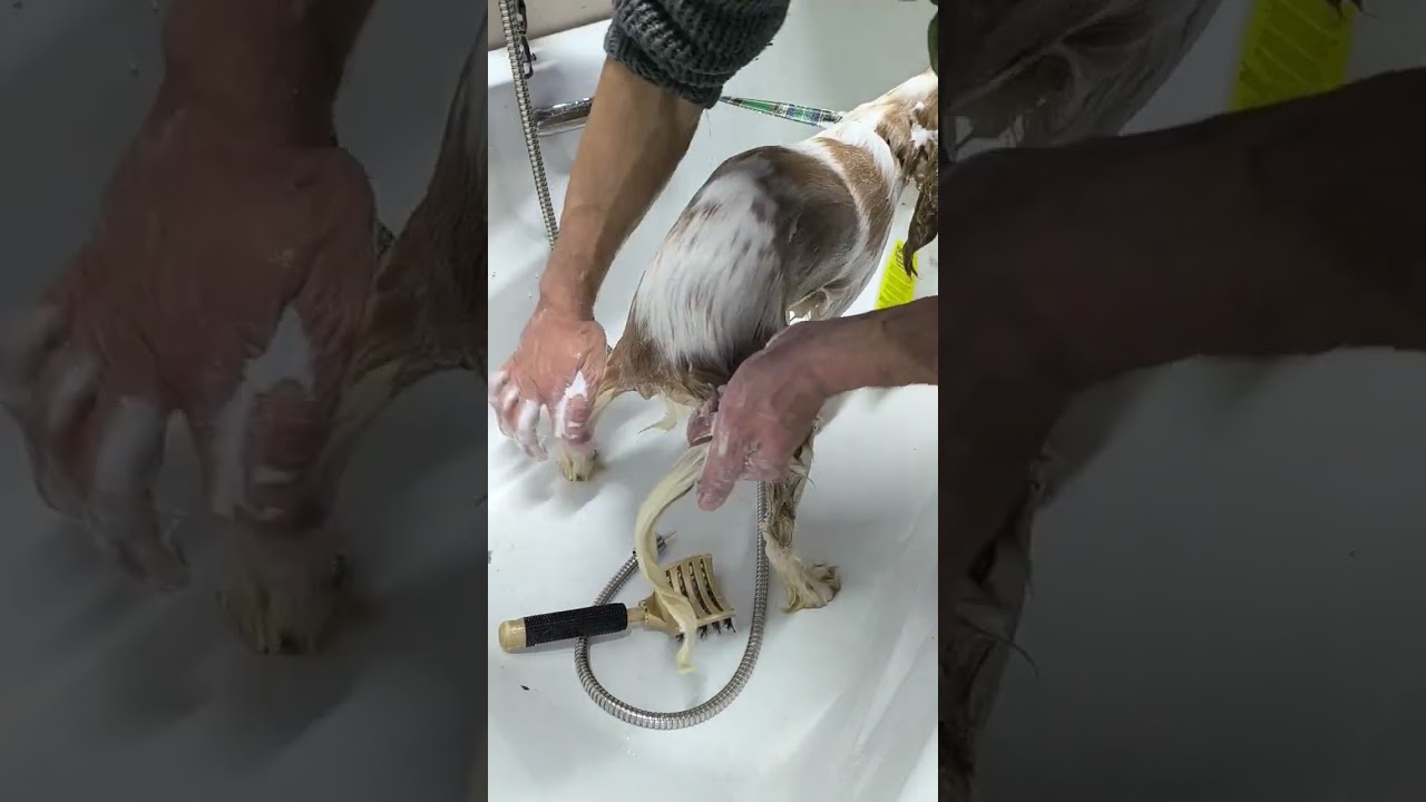 تنضيف الكلاب في مدينة طنجة 