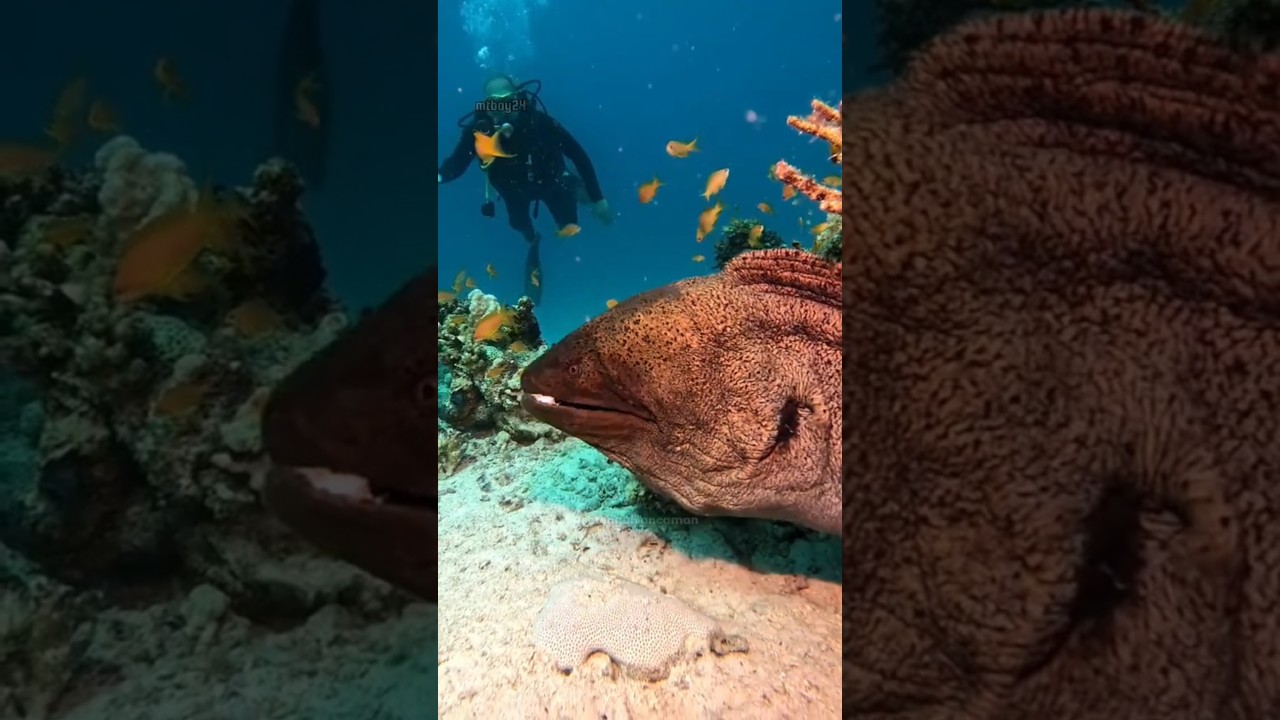 Moray Eel: Belut Besar dari Laut Dalam!!😯 