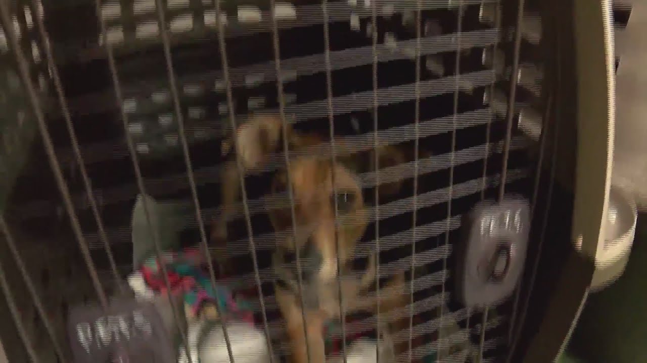 Montgomery County Animal Resource Center To Offer Free Vaccines For Montgomery county animal resource center to offer free vaccines for