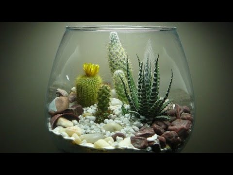 Video: Kompozicije Sukulenata (33 Fotografije): Mini-vrtovi Kaktusa. Kako Stvoriti Vrt U Jednom Loncu? Kako Napraviti Novogodišnje Kompozicije U Staklu?