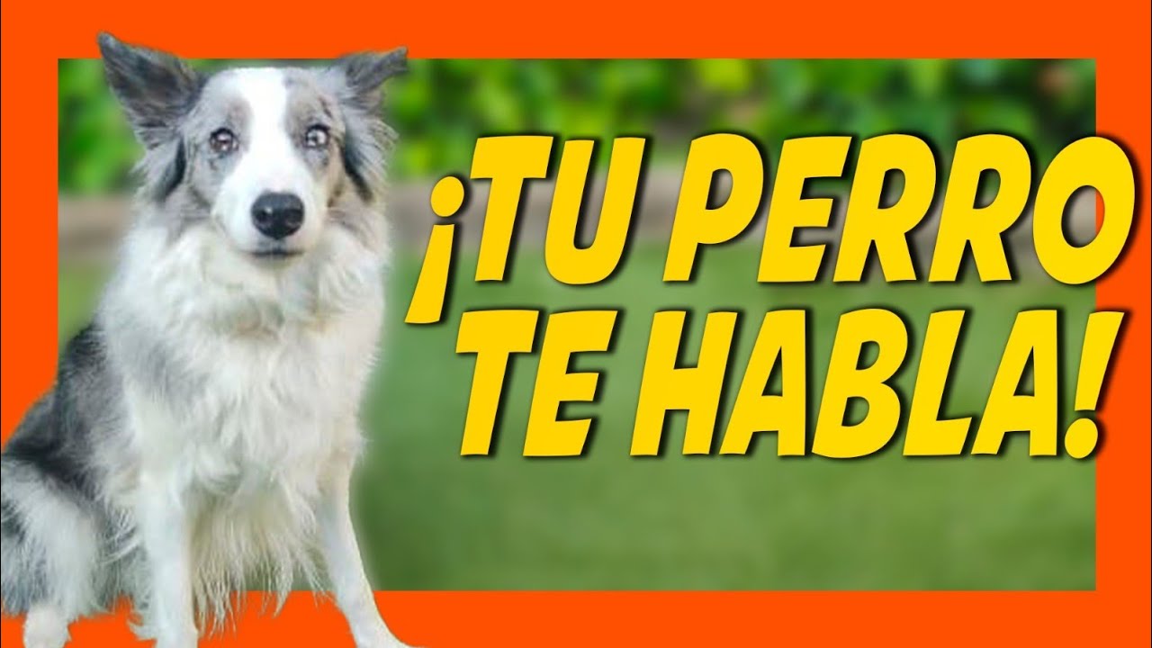 ESTO ES LO QUE TU PERRO INTENTA DECIRTE (Comunicación Canina)