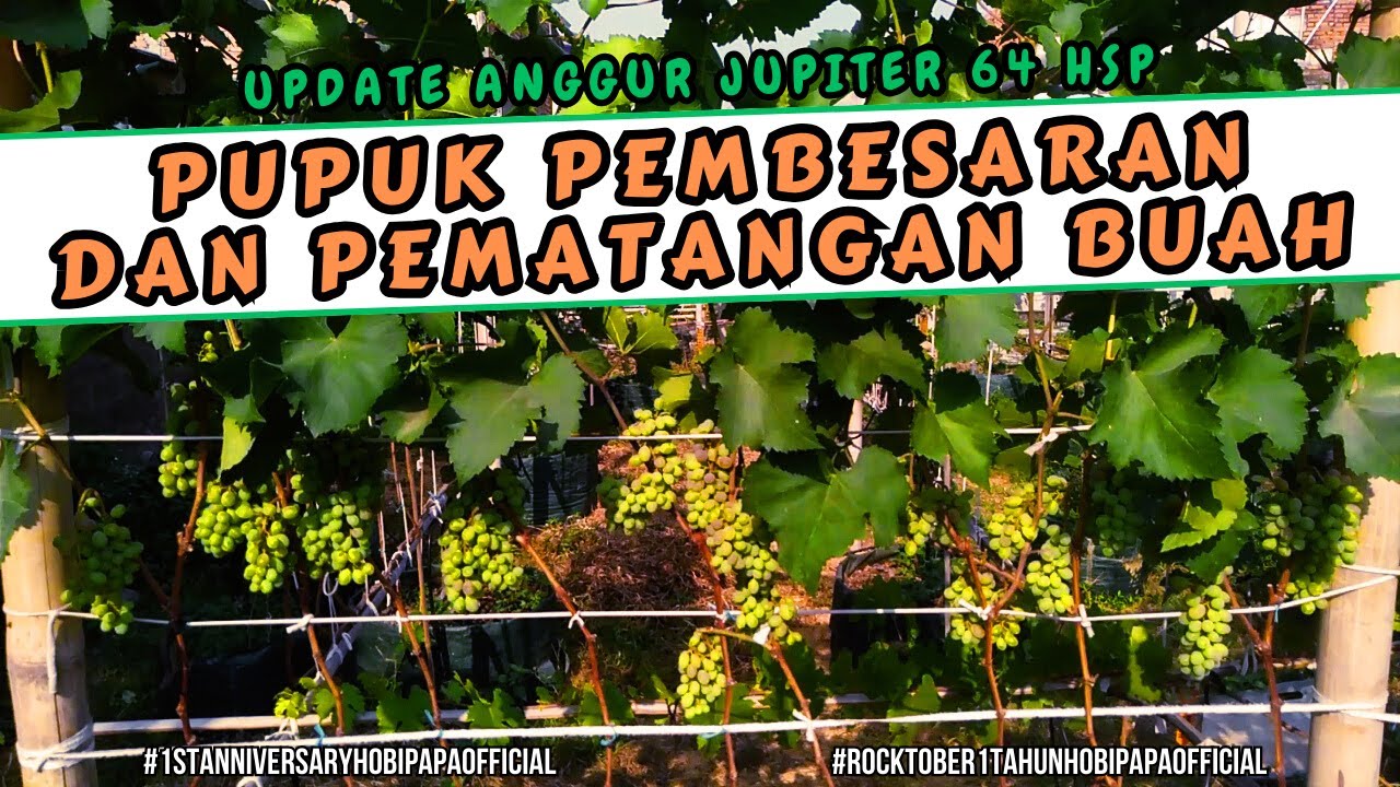 UNGKAP RAHASIA‼️ RESEP PUPUK PEMBESARAN DAN PEMATANGAN BUAH ANGGUR JUPITER 64 HSP | MAXI GRAPE