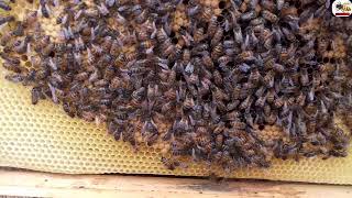 حضنة النحل المغلقة،حضنة النحل المفتوحة،بيض النحل،حضنة الذكور،حبوب اللقاح، العسل/الدرس التطبيقي36