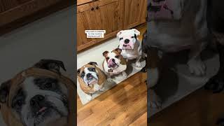 .Theo.lucy Cheese Makes Everything Taste Better