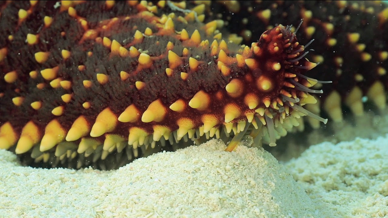 Red Cushion Sea Star Youtube