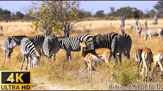 Wildlife 4K: MASAI MARA NATIONAL RESERVE ,KENYA - Scenic Wildlife Film With African Music