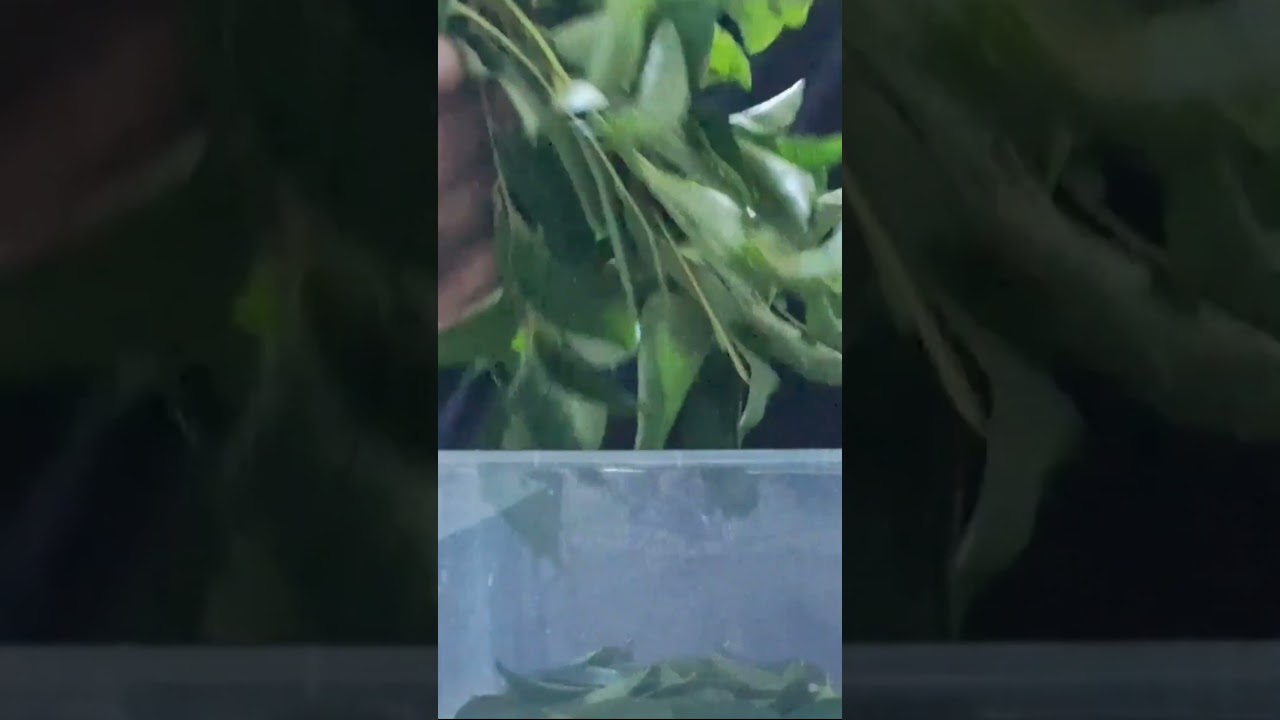 Day:12/30days weightlosschallenge