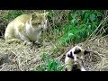 猫が可愛い鳴き声を出しながら必死に探していたものに思わず笑い