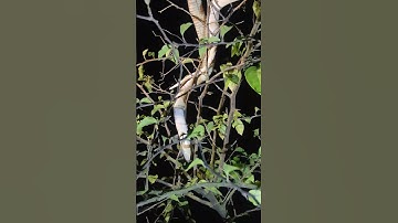 rắn hổ mang rình gà của bác nông dân #cobra #snake