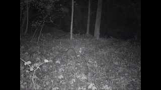Vermont Trail Cam - Raccoon - 5/5/12 12:53 AM