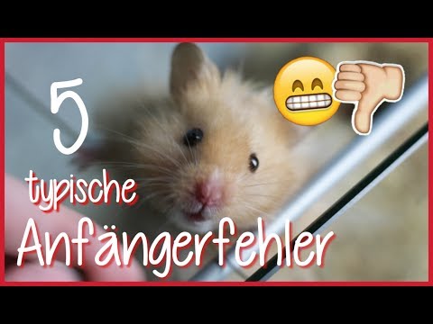 Video: Angorahamster sind kleine Flauschchen im Haus