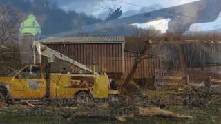 High winds bring down big tree