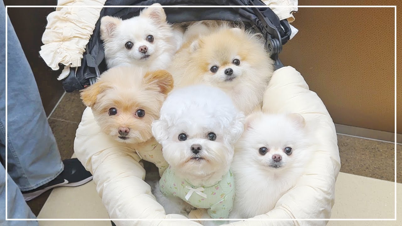 강아지 많은 집이 밖에서 듣는 말 😲 (feat.애견박람회)