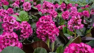 Woldhuis Farms Sunrise Greenhouse Spring Commercial