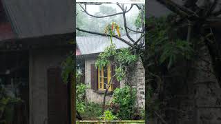 Jamaica Rain Sounds for Sleeping: Rain in Jamaica for Sleep, Meditation to relax #shorts #rainsounds