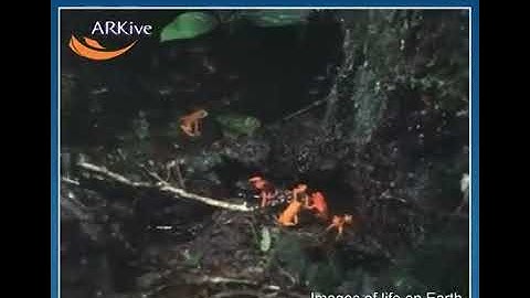 Extinct Golden Toad Footage (Incilius periglenes)