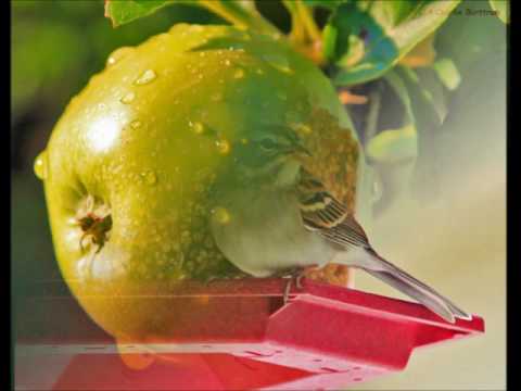 John T.  Van Zant - "Let Him Roll"