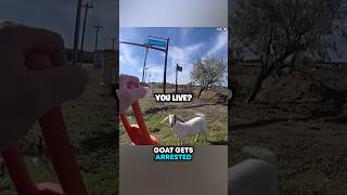 Goat Gets ARRESTED 🐐🤣