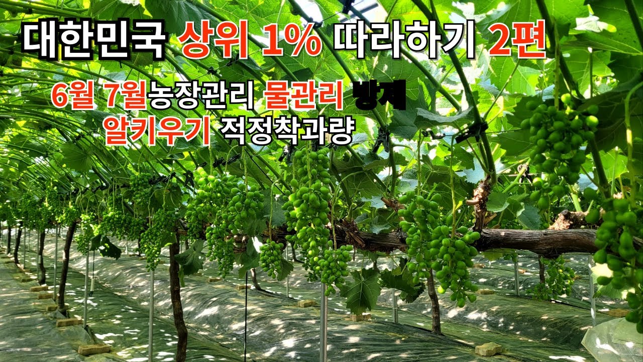 샤인머스켓 대한민국 상위 1% 따라하기 2탄  물관리 알키우기 잎관리 방제 등을 배워봅시다