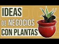 5 Ideas de NEGOCIOS con PLANTAS - Agricultura, Jardinería