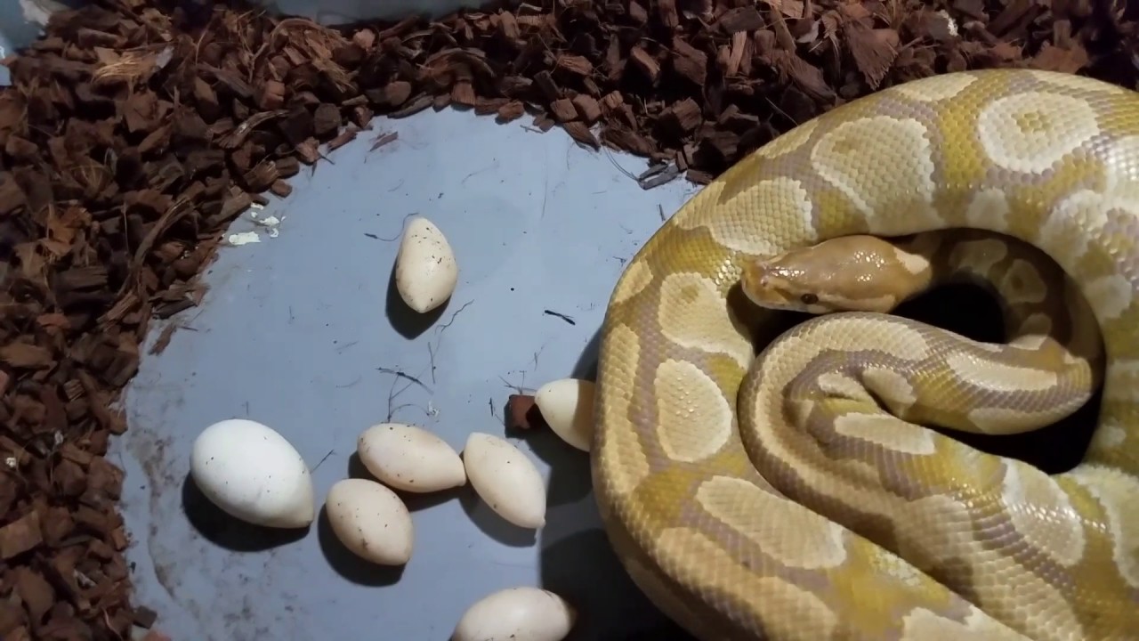 Ball python clutch #9. - YouTube