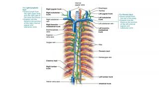 BIO 169 Module 3 - Lymphatic Capillaries