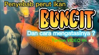 Cara mengatasi perut ikan koi buncit