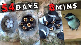 Black-capped Chickadee Nest Box | 54 Days in 8 mins