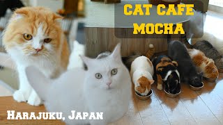 THE BEST WAY TO SPEND YOUR MORNING IN SHIBUYA IS GOING TO A CAT CAFE AND YOYOGI PARK! (Tokyo, Japan)