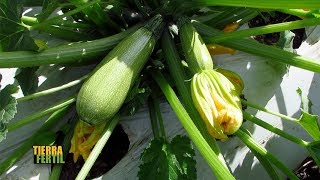 TIERRA FÉRTIL TV-PRODUCCIÓN DE CEBOLLA Y CALABAZA EN SAN GABRIEL, JALISCO (15.12.18)