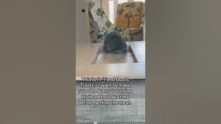 Teach Your Bunny Their Name