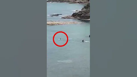 Killer Whale Attack #shorts