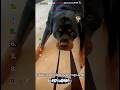 Ranking the FUNNIEST Dog Fails 🐶 | Wait for #1! #shorts