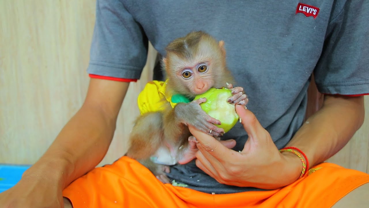 Monkey eating guava - Jenny eating guava fruit - Funny Animals