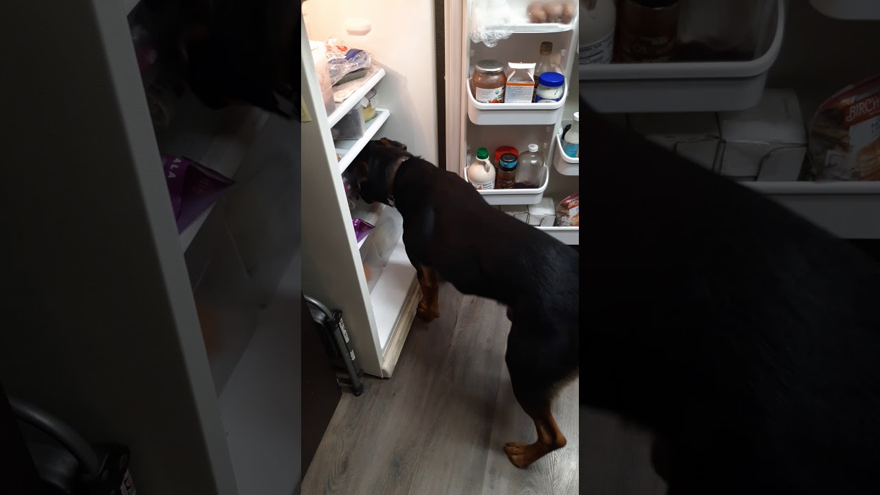 Dog gets drink from fridge and closes it YouTube