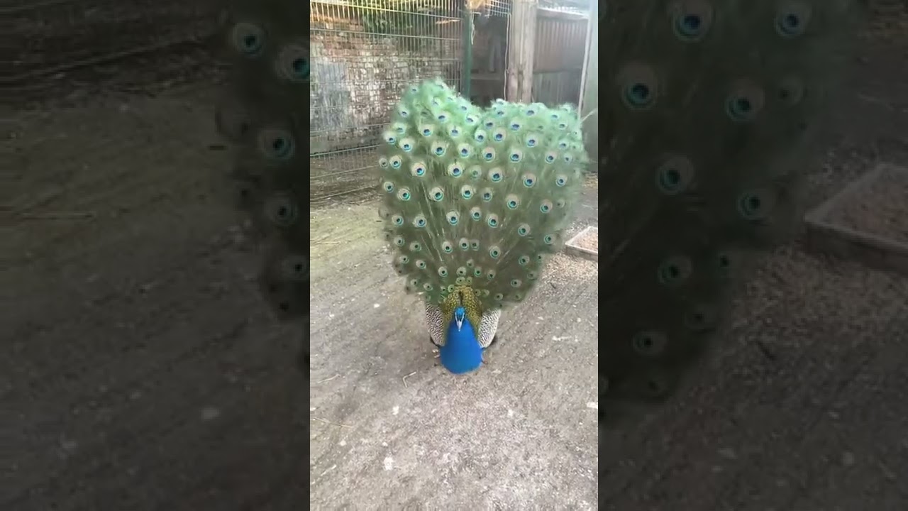 This mesmerizing peacock just stared into my soul   impossiblysatisfying