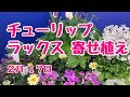 ラナンキュラスラックスとチューリップ・ジュリアンの寄せ植え　#プランツギャザリング