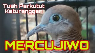 Katuranggan Perkutut Mercujiwo