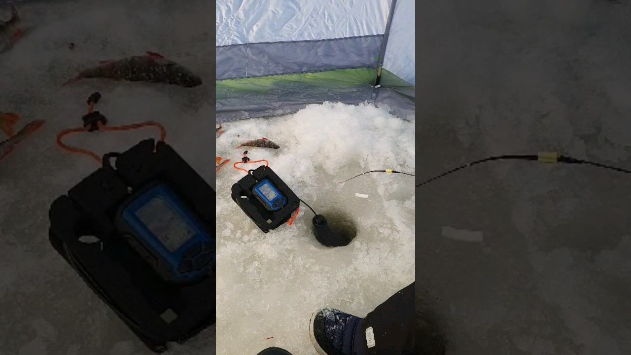 Зимняя РЫБАЛКА :) Сидим в палаточке - греем пяточки 🤣 / Winter fishing 