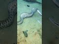 Diving Deep to Catch Seafood – Nature’s Ultimate Challenge! #Diving #Fishing #Crab#sea cucumber